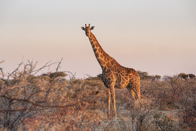 giraffe-5800387_640