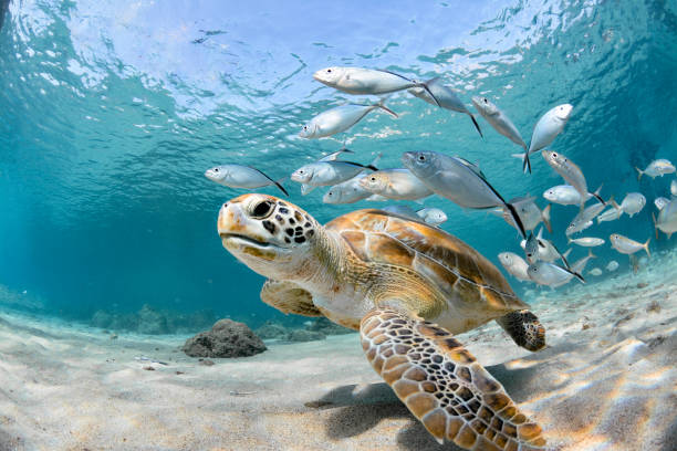 Turtle looking to the camera, followed by some silver fish