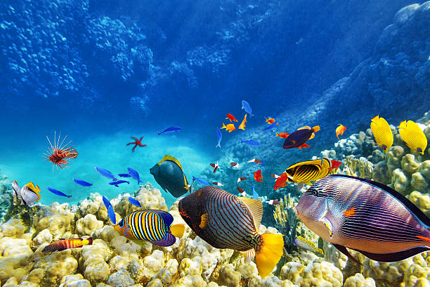 Wonderful and beautiful underwater world with corals and tropical fish.