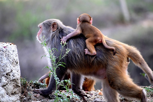 monkey-7476326_640